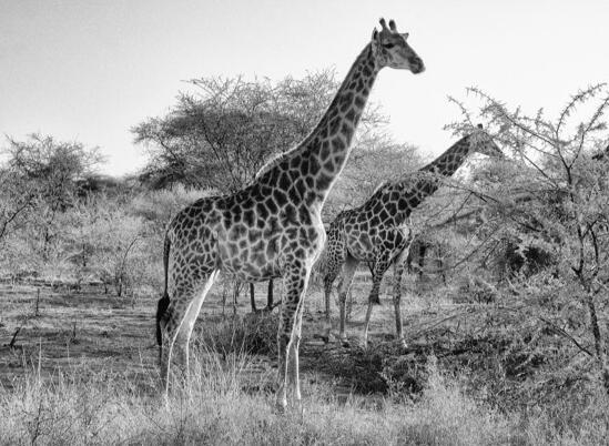 Südafrika Foto Safari